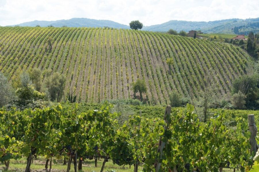 San Gimignano: Chianti Wine Tasting Experience