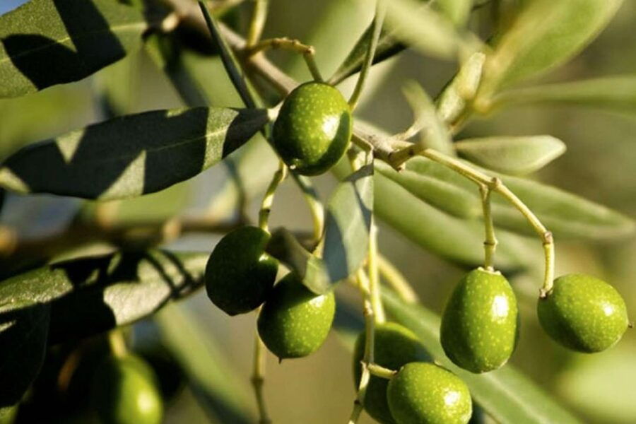 San Gimignano: Olive Oil Tasting and Tuscan Snacks