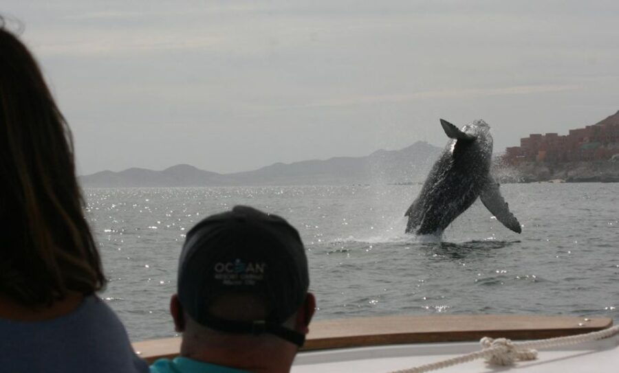 San Jose Del Cabo Private Whale Watching - Good To Know