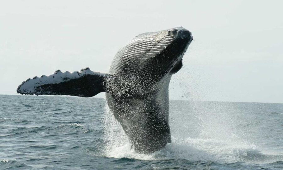 San Jose Del Cabo Whale Watching - Good To Know