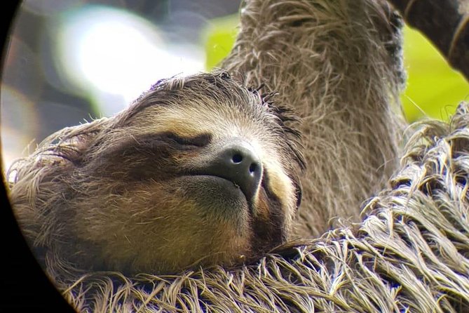 San Jose Walking Nature Tour: Sloths, Birds and Trees - Good To Know