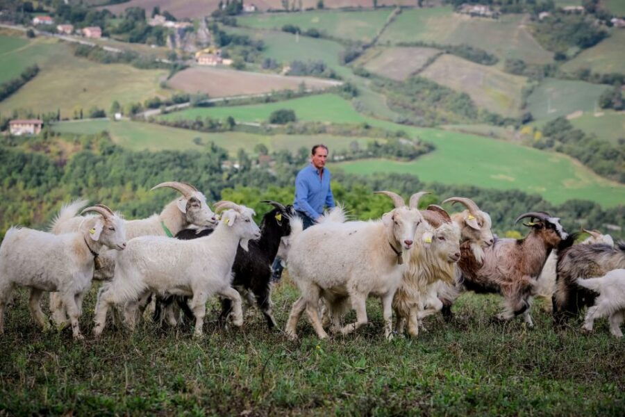 San Leo Cashmere: Farm Experience - Farm Tour Duration