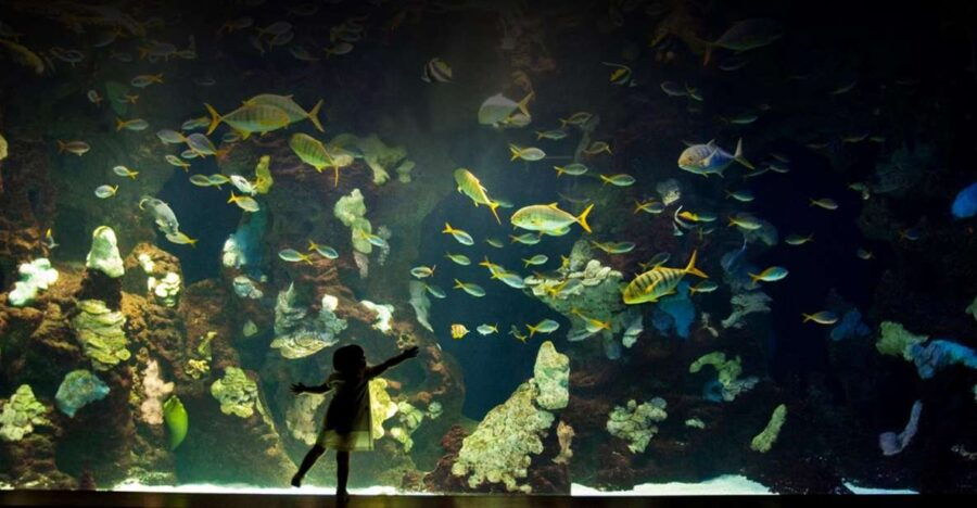 San Sebastian Aquarium Entry Ticket and City Walking Tour