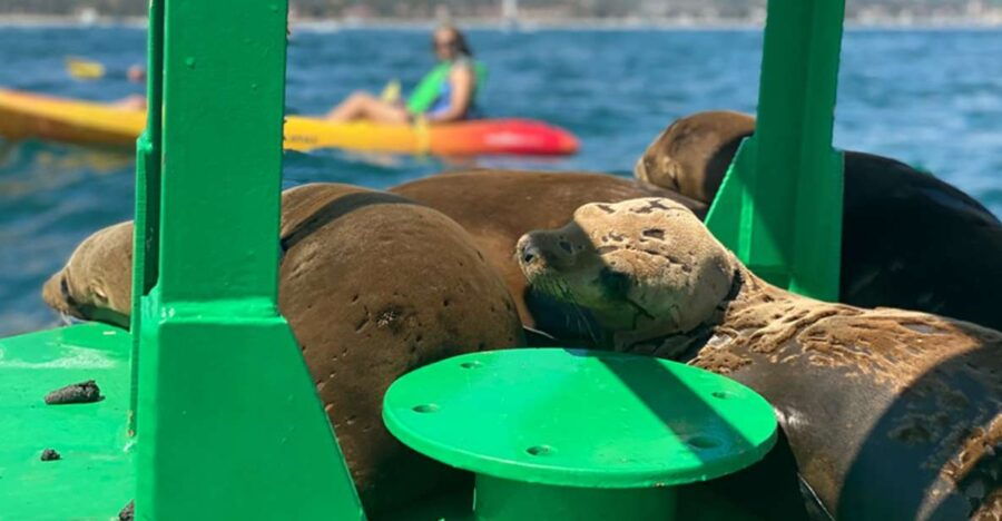 Santa Barbara: Guided Sea Lion Kayaking Tour - Good To Know