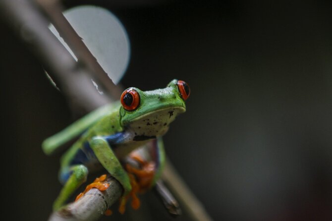 Santa Cruz Private Waterfalls, Sloth, Frogs Tour (Feb )