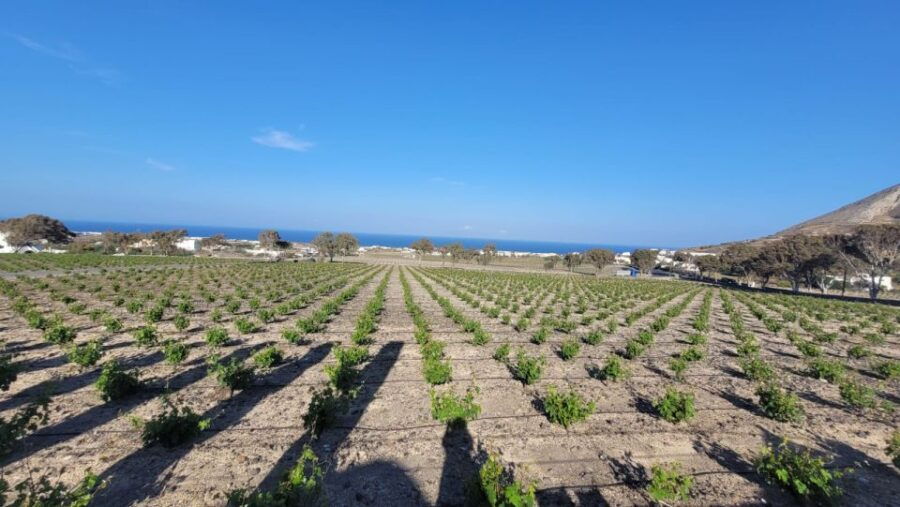 Santorini: Wine Tasting and Food Pairing at 3 Wineries - Good To Know