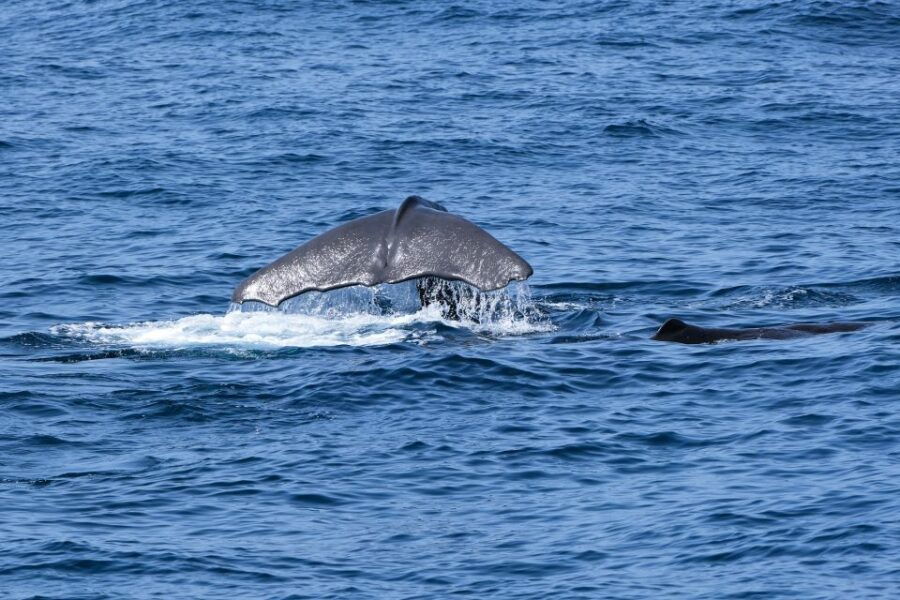 São Miguel: North Coast Whale Watching Cruise - Good To Know