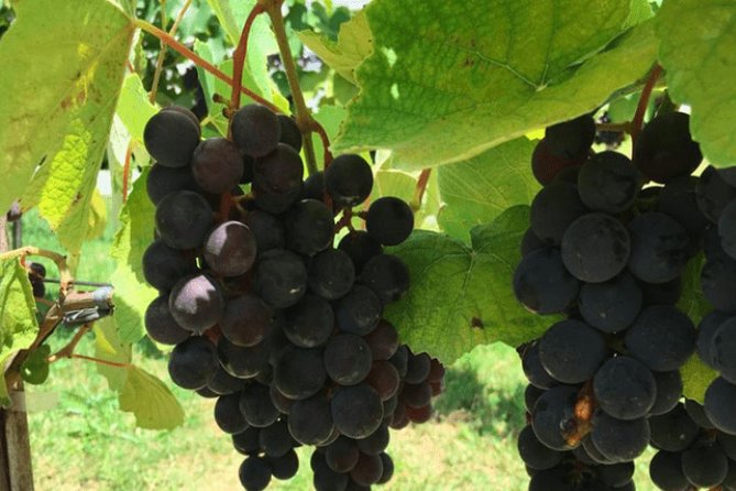 Sao Roque Private Wineries Tour With Tastings From Sao Paulo (Feb )