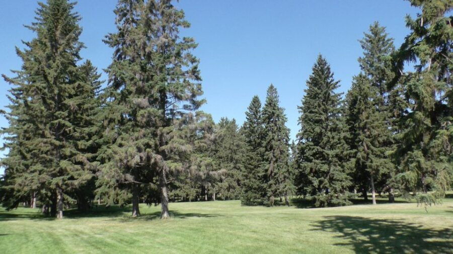 Saskatoon: Birdwatching Tour in President Murray Park