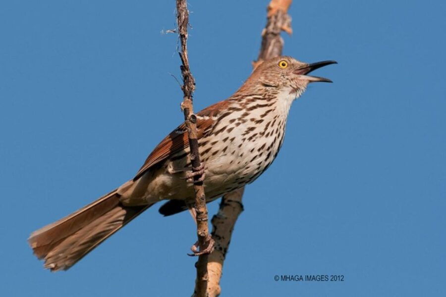 Saskatoon Riverbank Bird Walk