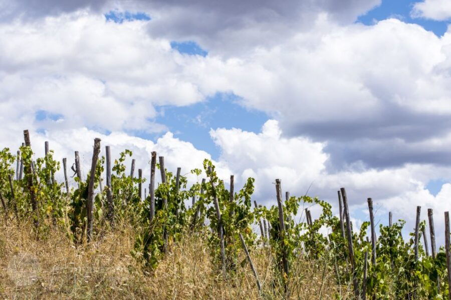 Saturnia: Tuscan Farm Tour With Wine Tasting - Good To Know