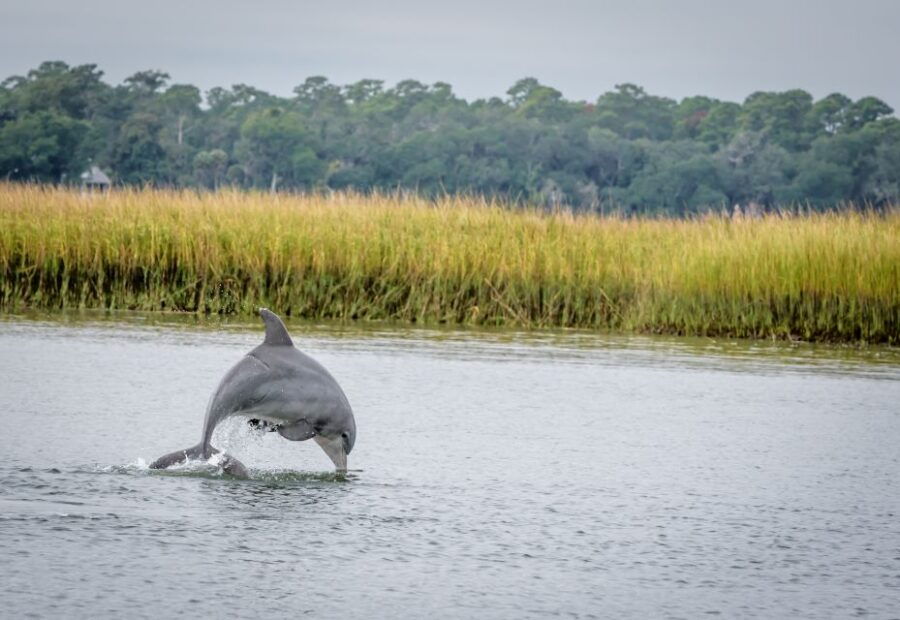 Savannah: Dolphin Spotting and Wildlife Eco Cruise - Good To Know