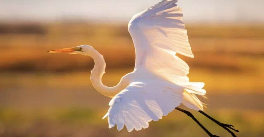 Savannah: Sunset Dolphin Watching Eco Tour by Boat - Good To Know