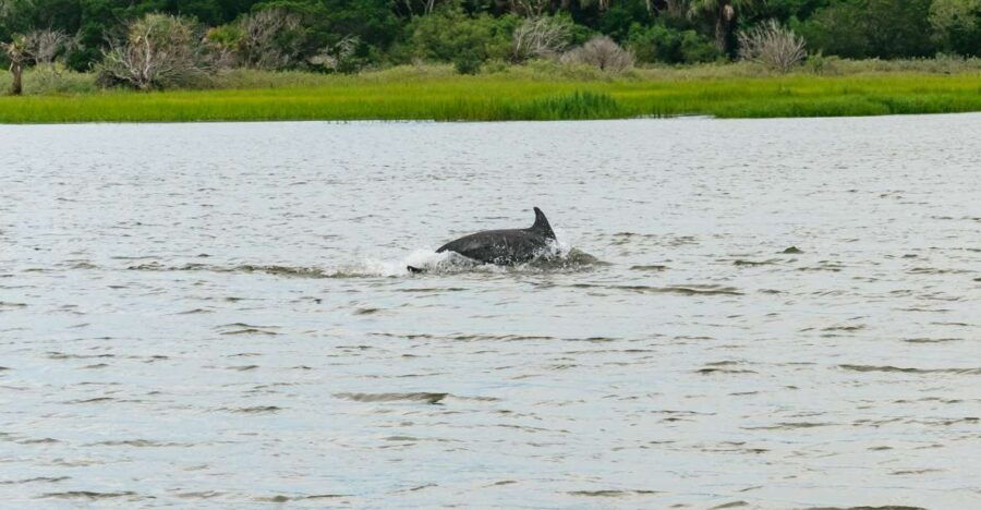 Savannah: Tybee Island Dolphin Tour - Good To Know