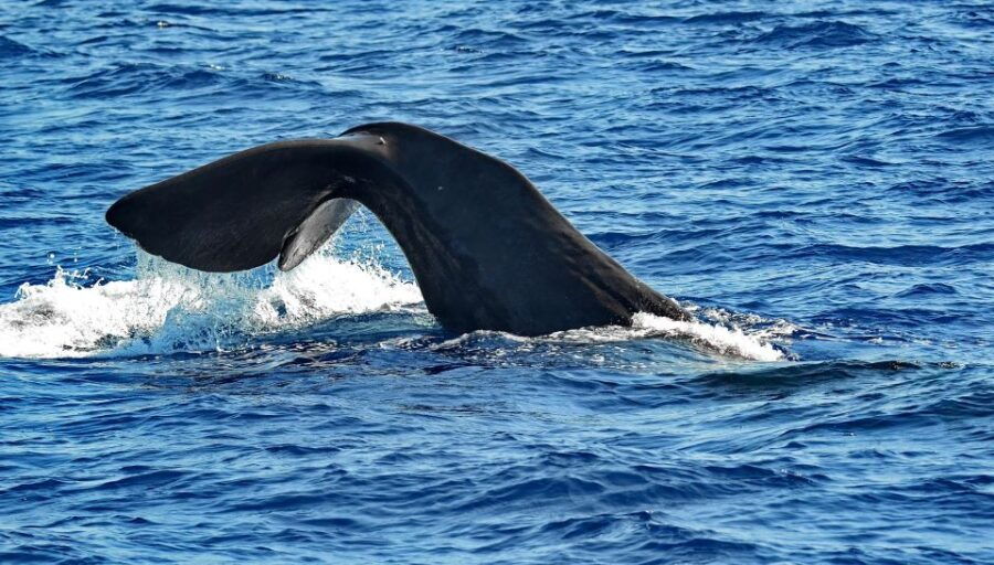 Savona: Pelagos Sanctuary Guided Cetacean Watching Tour