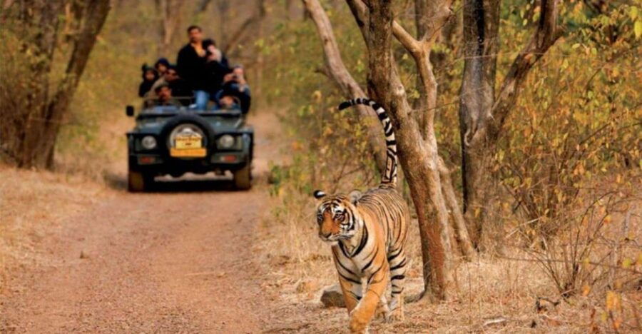 Sawai Madhopur : Ranthambore Guided Safari Trip - Good To Know