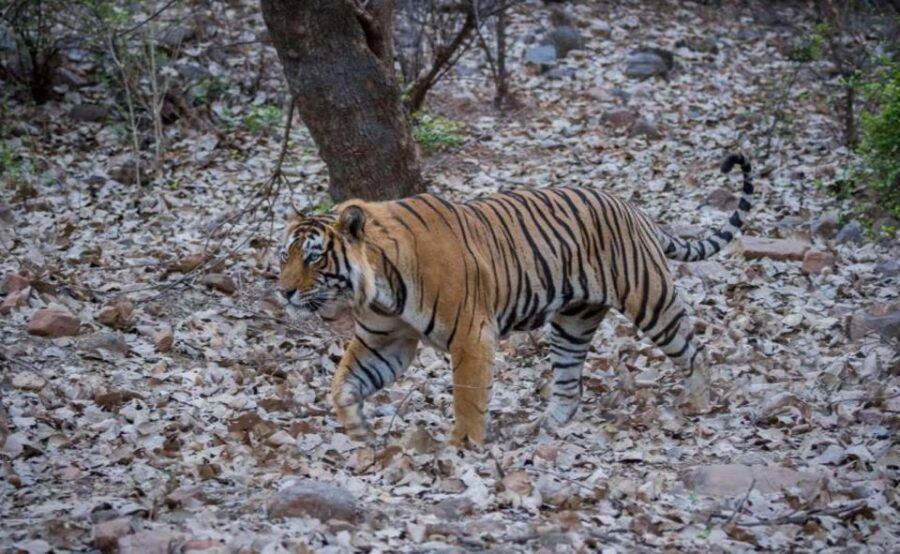 Sawai Madhopur : Ranthambore Guided Safari Trip - Good To Know