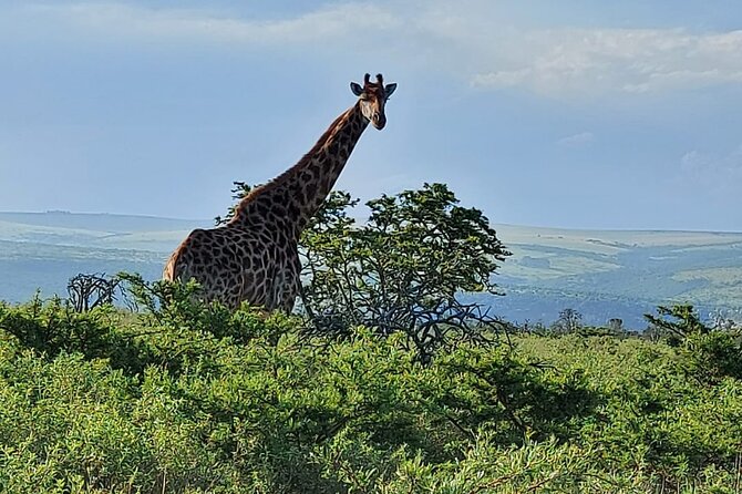 Schotia Big 5 Safari Port Elizabeth (Optional Accommodation) - Pricing and Booking