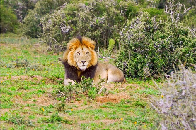 Schotia Game Reserve Tour With Port Pickup, Next to Addo Park