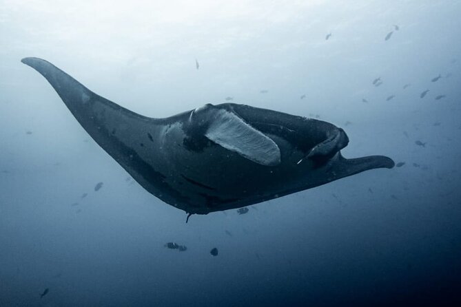 Scuba Diving at Costa Ricas Catalina Islands (Feb )