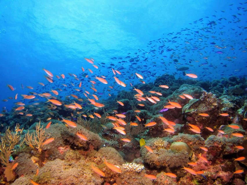Scuba Diving at Dusk in Mirissa