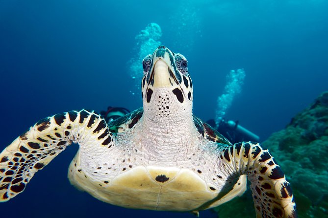 Scuba Diving at Padangbai: Shark Point and Blue Lagoon - Good To Know