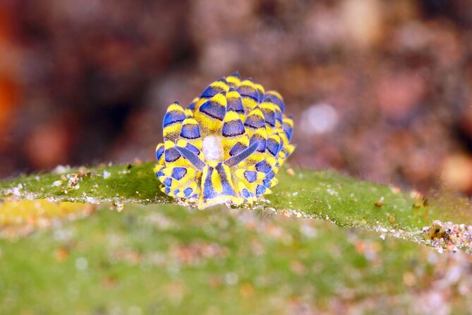 Scuba Diving at Tulamben Macro Dive Sites - Good To Know