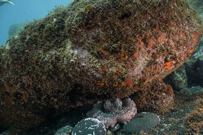 Scuba Diving Experience for Beginners