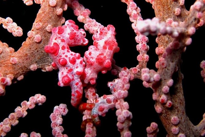 Scuba Diving in AMED BALI - Good To Know
