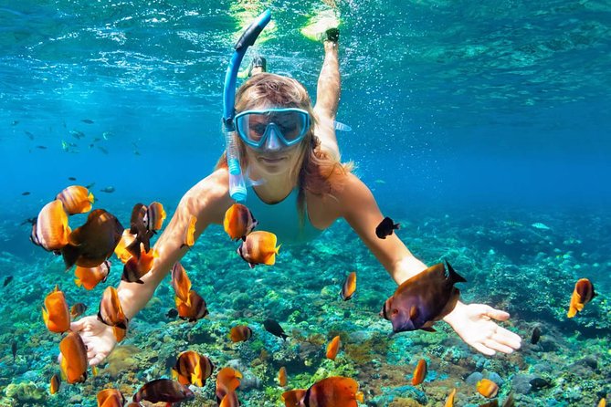 Scuba Diving & Snorkeling on Catalina Island 2 Tanks, 2 Spots