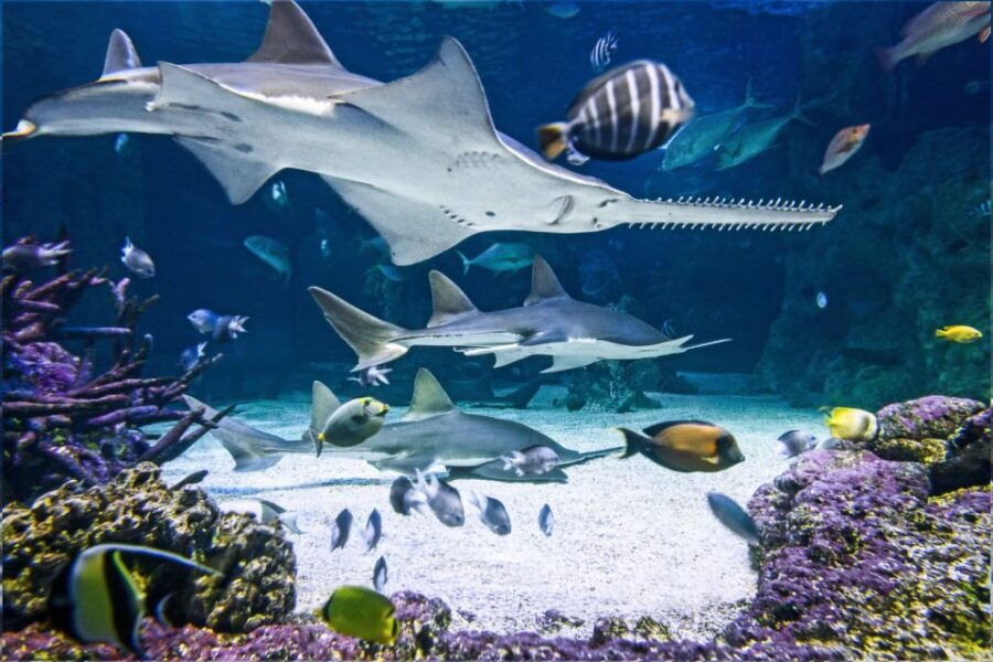 SEA LIFE Sydney Aquarium - Good To Know