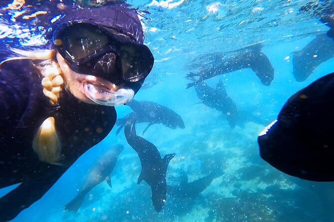 4 Best Snorkeling Experiences In Cape Town