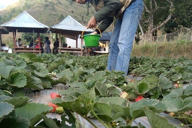 Sembalun, Selong Hill, and Mt. Rinjani View Private Day Trip  - Lombok - Good To Know