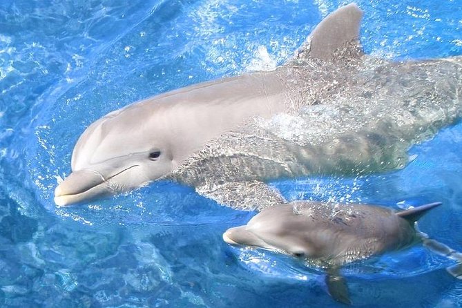 Semi PRIVATE Speedboat Swim With Dolphins Sea Trip From Hurghada