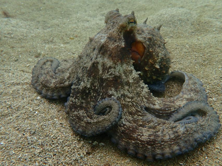 Sesimbra: Arrábida Marine Reserve Scuba Diving Experience - Good To Know