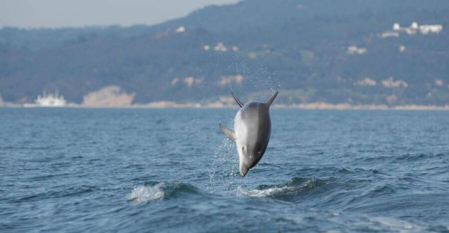 Sesimbra: Eco-friendly Dolphin Watching Tour - Good To Know