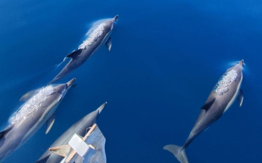 Sesimbra: Guided Dolphin Watching in Arrábida Natural Park - Good To Know