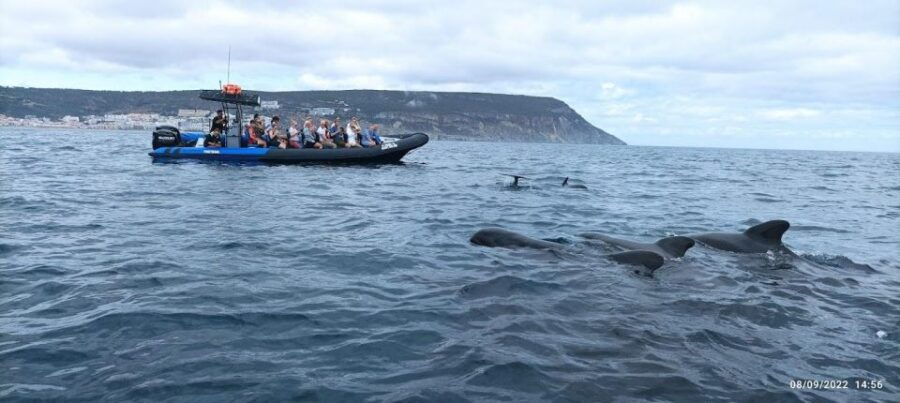 Sesimbra:Private Dolphin Watching Tour Arrábida Natural Park - Good To Know