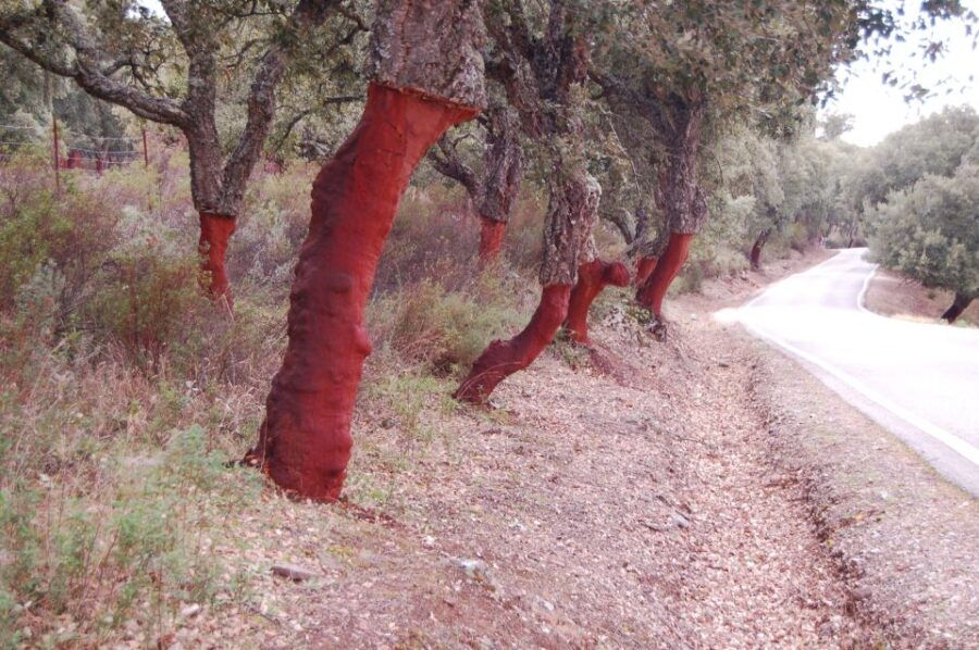 Seville: Transfer to Málaga With Visit to Ronda - Good To Know