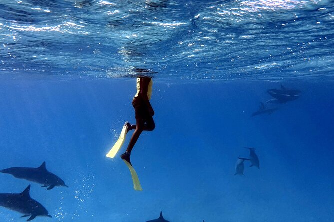 Shaab Samadai Reef - Dolphin House Snorkeling Tour at Marsa Alam