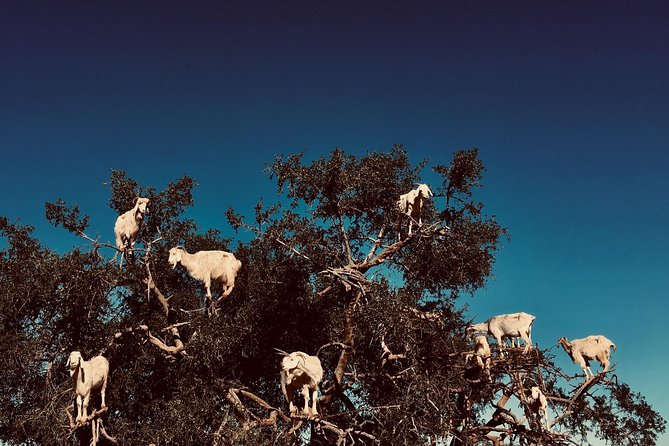 Shared Day Trip To Essaouira From Marrakech - Itinerary