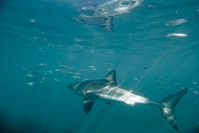 Shark Cage Diving - Good To Know