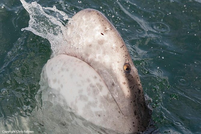 Shark Cage Diving Cape Town - Pricing and Booking