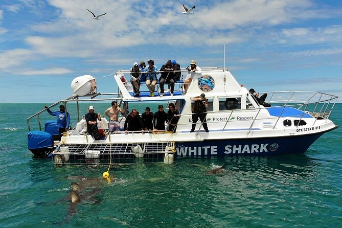 Shark Cage Diving in Cape Town - Good To Know