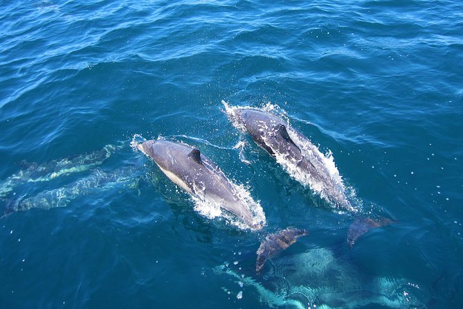 Shark Cage Diving Tour From Cape Town