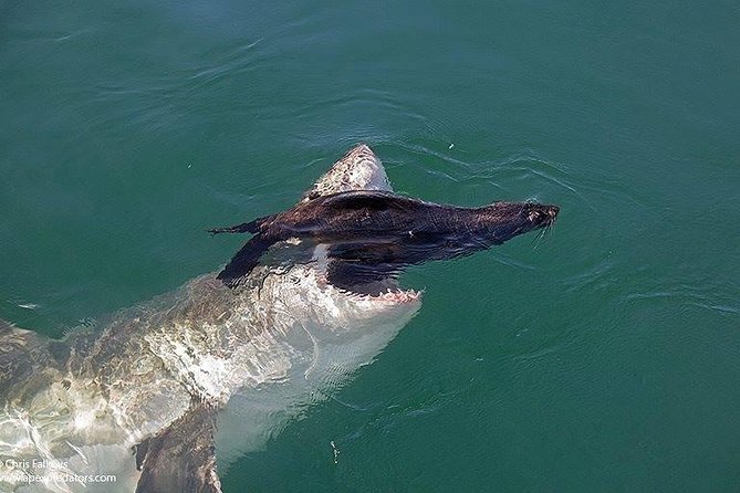 Shark Cage Diving & Viewing in False Bay - Good To Know