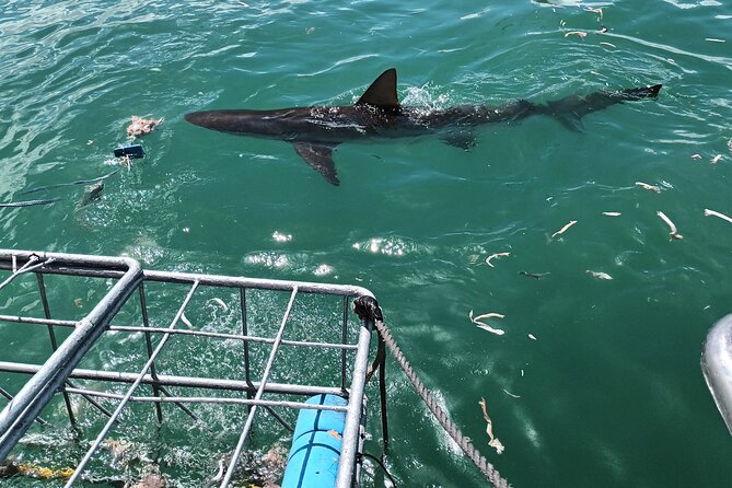 Shark Diving Adventure Penguins in Gansbaai From Cape Town F Day - Good To Know