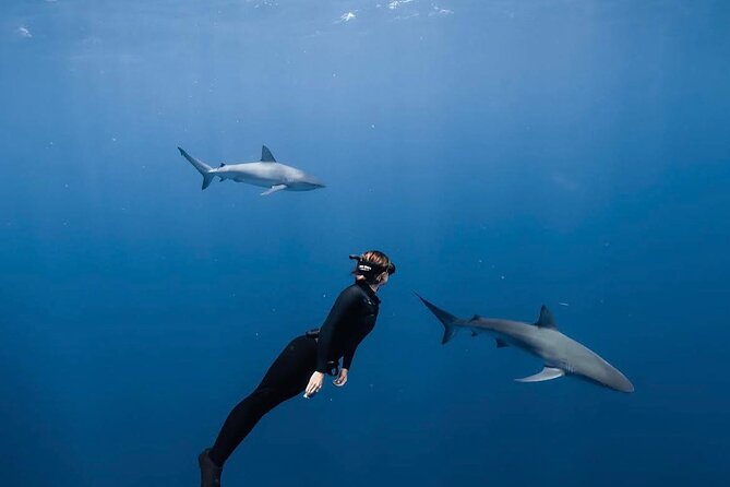 Shark Diving and Snorkeling in Oahu Hawaii - Good To Know