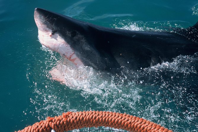 Shark Diving and Viewing Full Day Tour From Cape Town - Good To Know