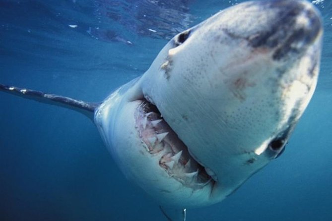 Shark Diving Tour - Tour Highlights